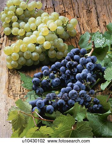 Grape, Chardonnay, Cabernet Sauvignon View Large Photo Image Stock Image - Grape, Chardonnay, Cabernet Sauvignon. Fotosearch