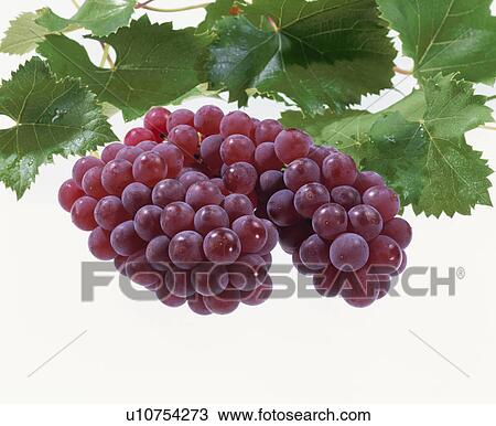 Grape, Delaware, View Large Photo Image Stock Image - Grape, Delaware,. Fotosearch