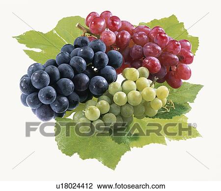 Grape, Kyoho, Niagara, View Large Photo Image Stock Image - Grape, Kyoho, Niagara,. Fotosearch