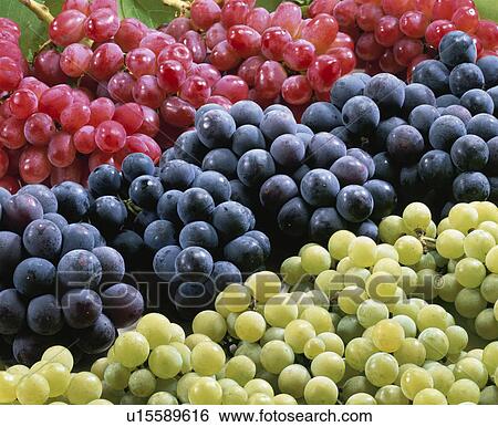 Stock Photograph - Grape, Kyoho, Niagara,. Fotosearch