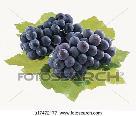 Stock Photo - Grape, Kyoho,. Fotosearch