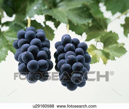 Grape Kyoho Stock Photo U Fotosearch