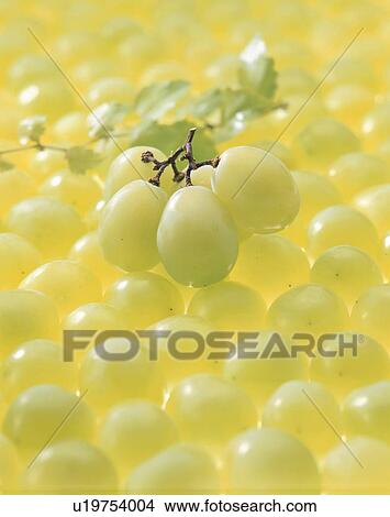 Picture - Grape, Muscat,. Fotosearch