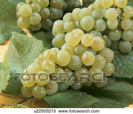 Grape, Riesling, View Large Photo Image Stock Photography - Grape, Riesling,. Fotosearch