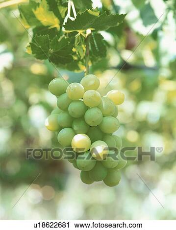 Stock Image - Grape, Rosary Bianco,. Fotosearch