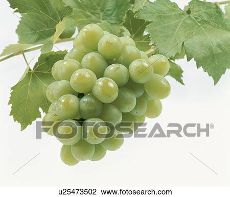 Grape, Rosary Bianco, View Large Photo Image Stock Image - Grape, Rosary Bianco,. Fotosearch
