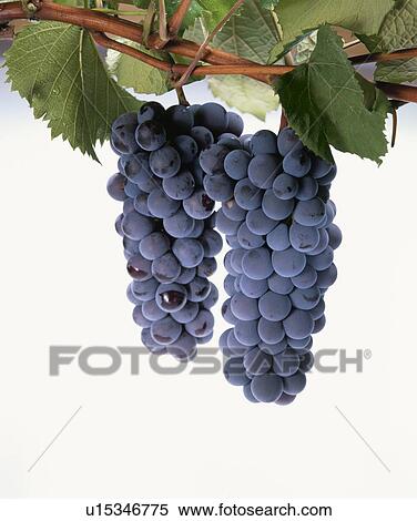 Stock Photography - Grape, Steuben,. Fotosearch