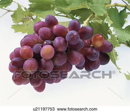Grape View Large Photo Image Stock Image - Grape. Fotosearch