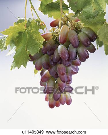 Grape View Large Photo Image Stock Photo - Grape. Fotosearch