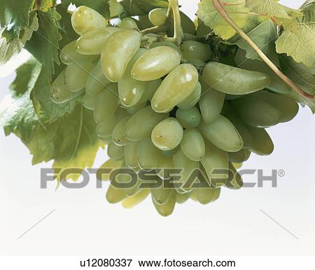 Stock Photo - Grape. Fotosearch