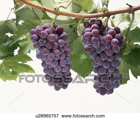 Grape View Large Photo Image Stock Photo - Grape. Fotosearch