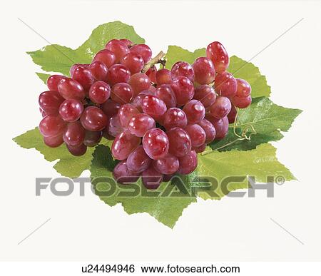 Stock Photograph - Grape. Fotosearch