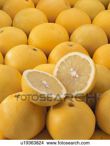 Picture - Grapefruit. Fotosearch