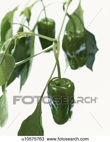Stock Image - Green Pepper. Fotosearch