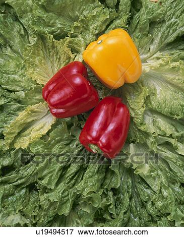 Green Pepper View Large Photo Image Stock Photo - Green Pepper. Fotosearch