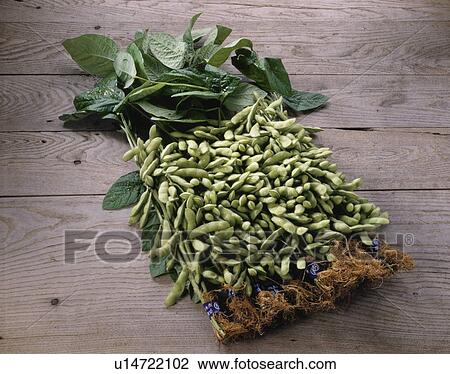 Stock Image - Green Soybeans. Fotosearch
