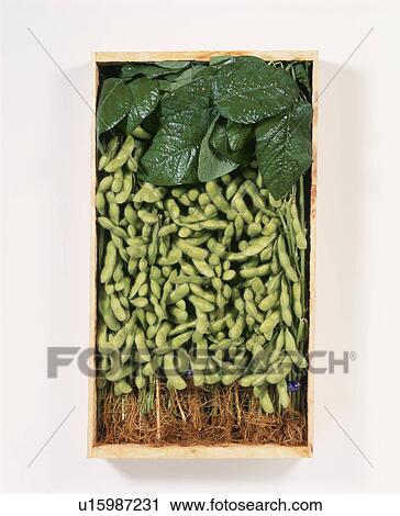 Stock Image - Green Soybeans. Fotosearch