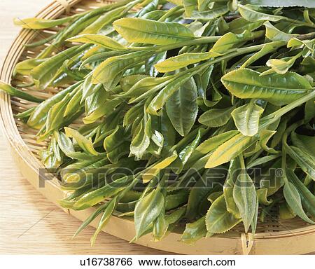 Stock Photograph - Green Tea Leaf, First Tea Of The Season,. Fotosearch
