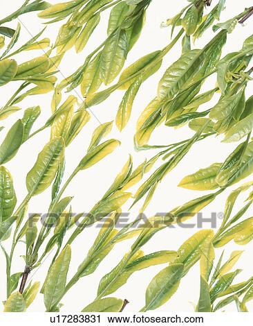 Green Tea Leaf View Large Photo Image Stock Image - Green Tea Leaf. Fotosearch