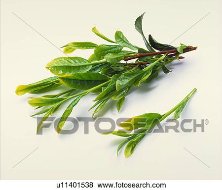 Stock Photo - Green Tea Leaf. Fotosearch