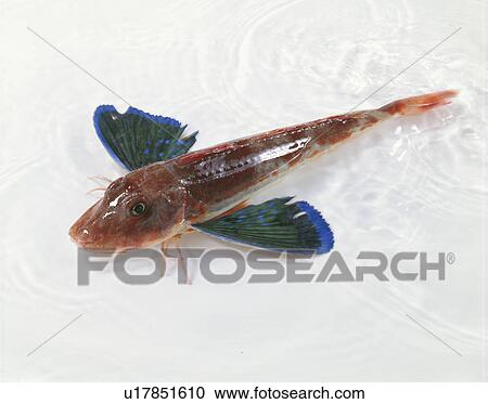 Gurnard View Large Photo Image Stock Image - Gurnard. Fotosearch