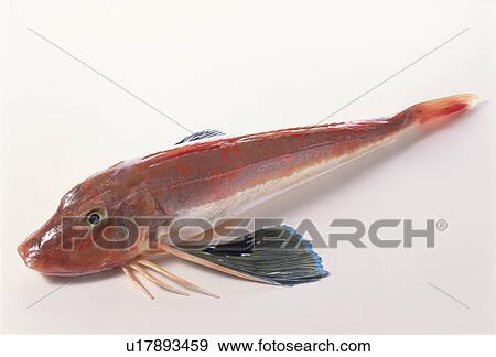 Gurnard View Large Photo Image Stock Photo - Gurnard. Fotosearch