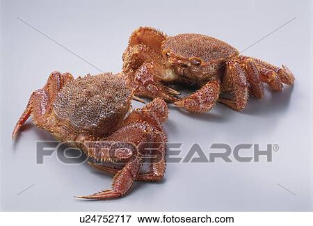 Stock Photo - Hairy Crab. Fotosearch