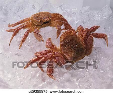 Stock Photography - Hairy Crab. Fotosearch