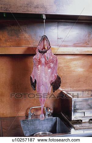 Hanged Frogfish View Large Photo Image Stock Photo - Hanged Frogfish. Fotosearch