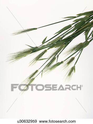 Stock Photo - Heads Of Wheat. Fotosearch