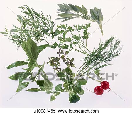 Stock Photography - Herb Set. Fotosearch
