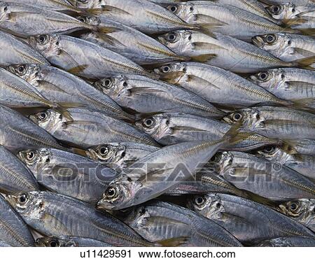 Stock Image - Horse Mackerel. Fotosearch