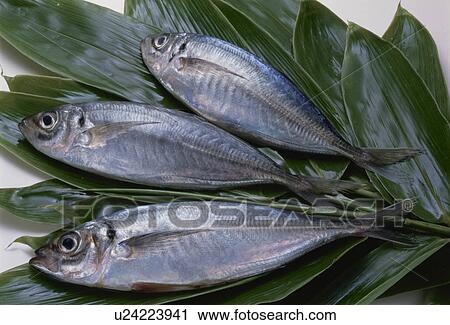 Stock Image - Horse Mackerel. Fotosearch