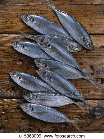 Horse Mackerel View Large Photo Image Stock Photo - Horse Mackerel. Fotosearch