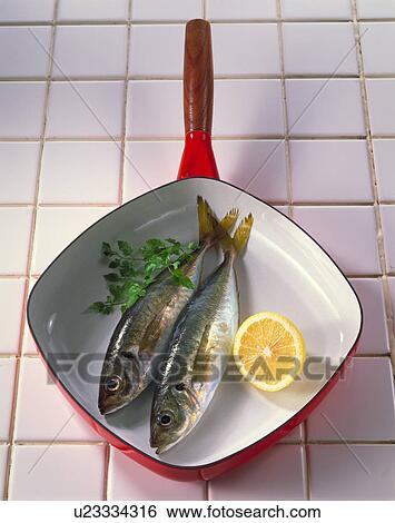 Stock Photograph - Horse Mackerel. Fotosearch