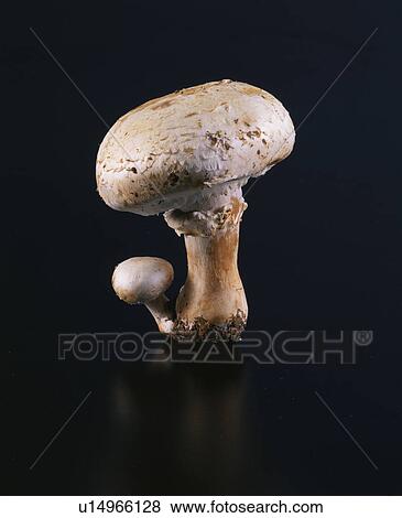 Stock Photo - Huge Mushroom, Mushroom. Fotosearch