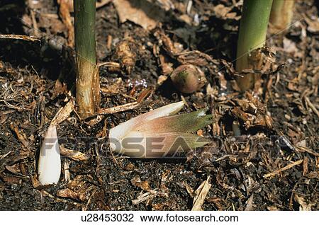 Japanese Ginger View Large Photo Image Stock Image - Japanese Ginger. Fotosearch