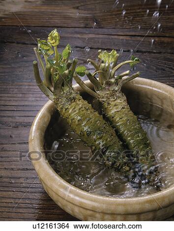 Picture - Japanese Horseradish. Fotosearch