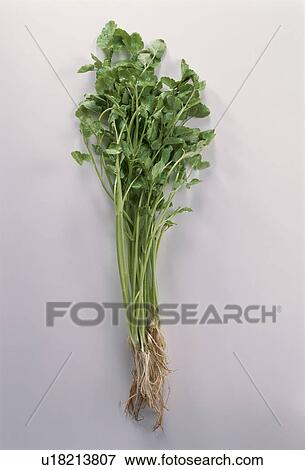 Stock Photo - Japanese Parsley. Fotosearch