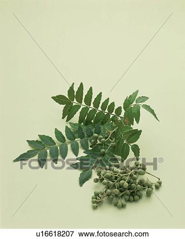 Japanese Pepper View Large Photo Image Stock Photo - Japanese Pepper. Fotosearch