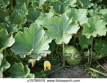 Japanese Pumpkin View Large Photo Image Stock Photo - Japanese Pumpkin. Fotosearch