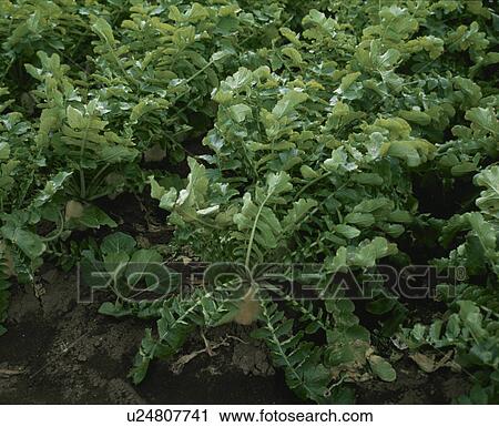 Stock Image - Japanese Radish, Field. Fotosearch