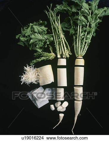 Picture - Japanese Radish. Fotosearch