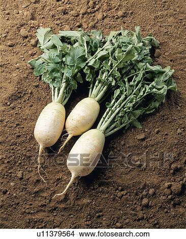 Picture - Japanese Radish, South Korea. Fotosearch