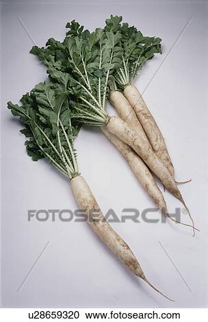 Stock Image - Japanese Radish. Fotosearch