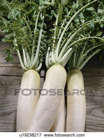 Stock Photo - Japanese Radish. Fotosearch