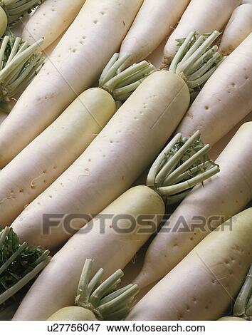 Stock Photo - Japanese Radish. Fotosearch