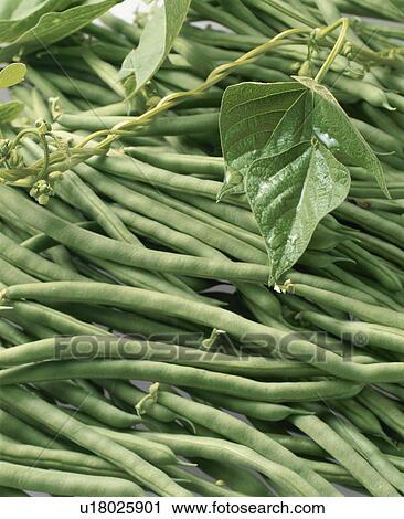 Kidney Bean View Large Photo Image Stock Image - Kidney Bean. Fotosearch