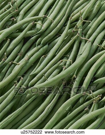 Kidney Bean View Large Photo Image Stock Image - Kidney Bean. Fotosearch