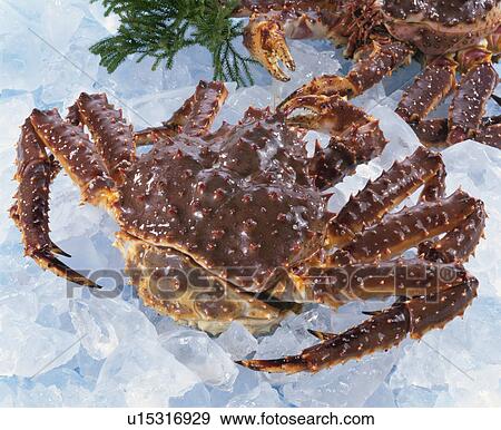 King Crab View Large Photo Image Stock Photo - King Crab. Fotosearch